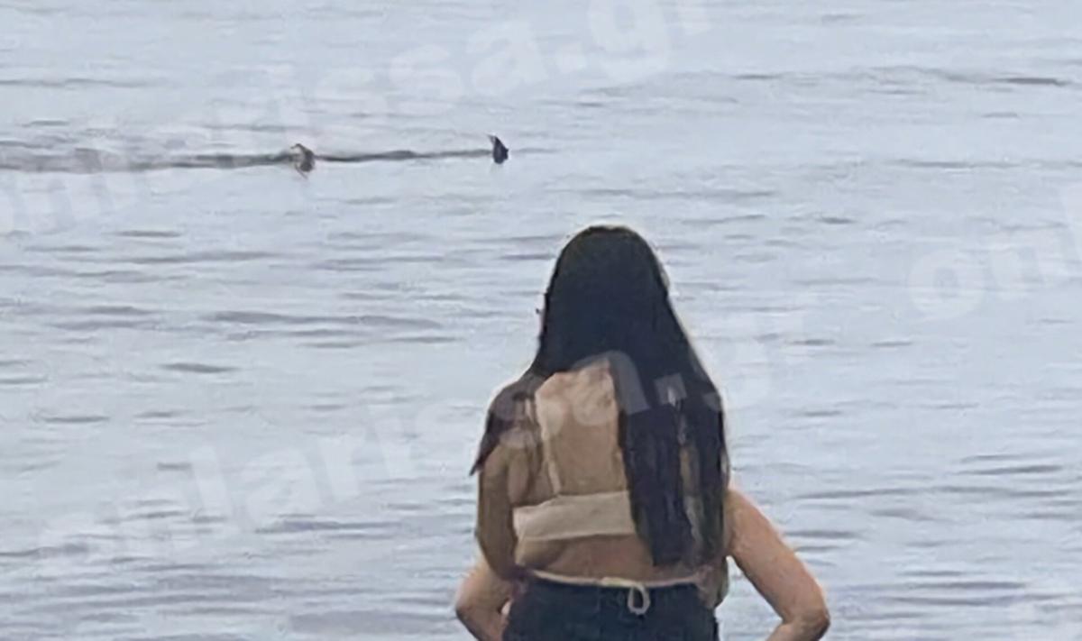 Τρόμος για τους λουόμενους - Καρχαρίας κάνει τη... βόλτα του δίπλα στην παραλία