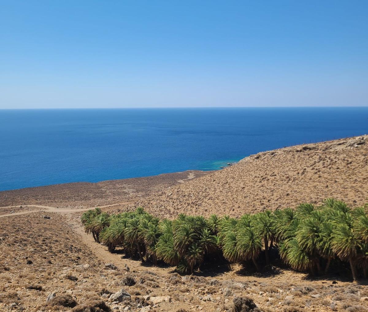 Σοβαρά προβλήματα στο φοινικόδασος του Αη Νικήτα!