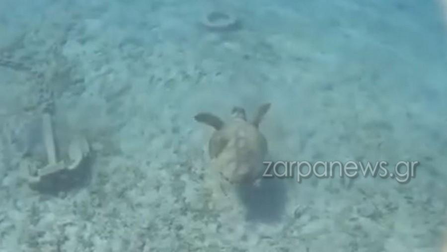 Σπάνιο video στην Κρήτη: Θαλάσσια χελώνα κάνει πρωινή βόλτα (vid)