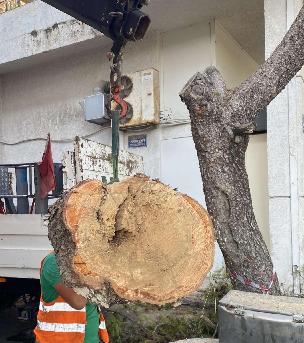 Ηράκλειο: Νεες κοπές δέντρων έφεραν... μηνύσεις και νέα σύλληψη του αντιδημάρχου Νίκου Γιαλιτάκη!