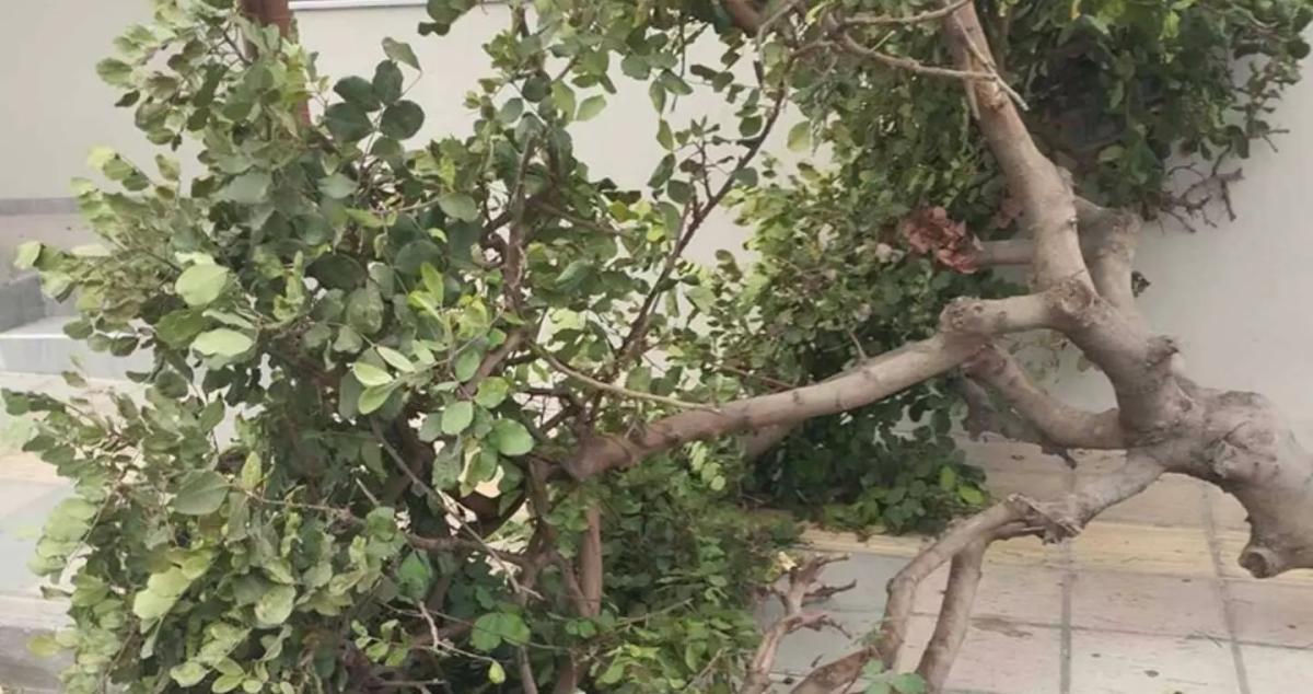 Νέα πτώση δέντρου στο Ηράκλειο - Δείτε εικόνες