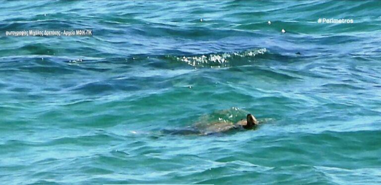 Εντοπίστηκε πράσινη χελώνα στην Κρήτη!