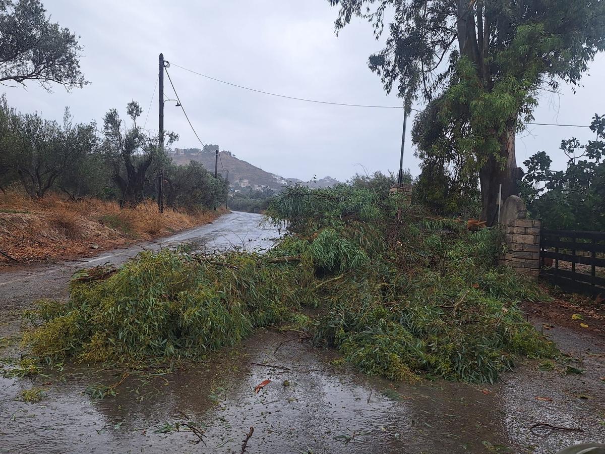 Μεσαρά: Παραγωγός γλύτωσε στο παρά 5' από πτώση τεράστιου ευκάλυπτου! (vid)