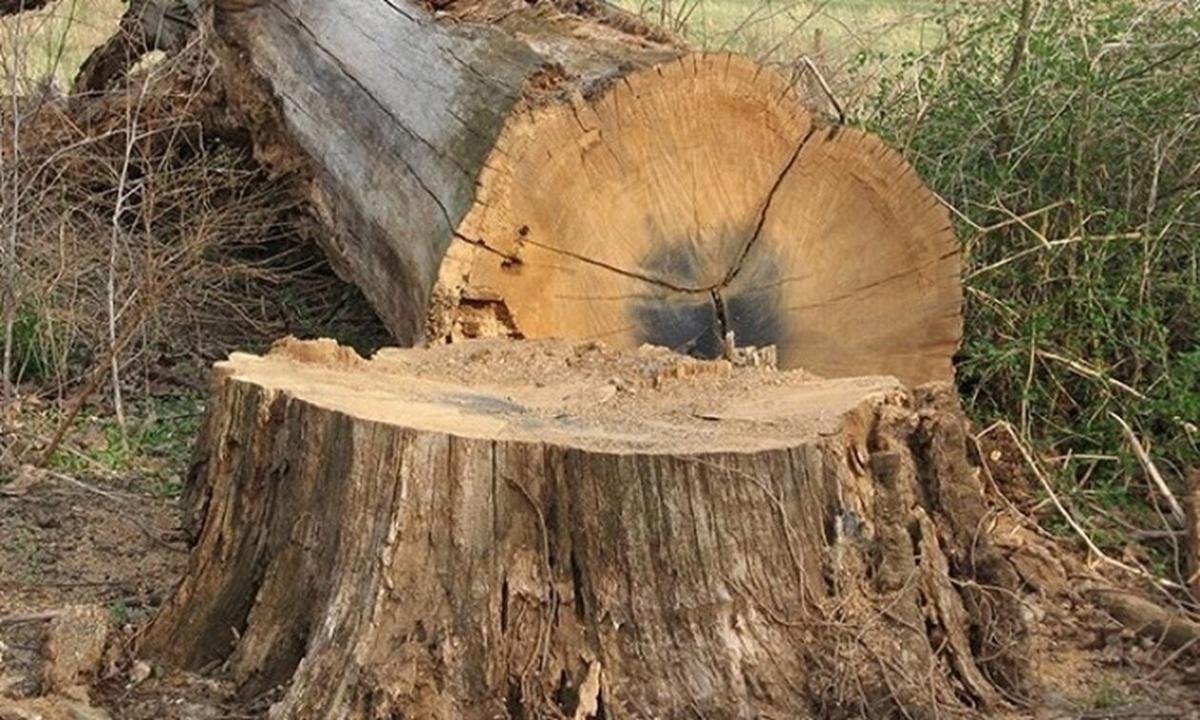 Τραγωδία: Νεκρός 36χρονος δασεργάτης
