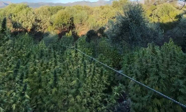 Θα έβγαζαν 2 εκατ. ευρώ από δενδρύλλια κάνναβης 3,5 μέτρων!