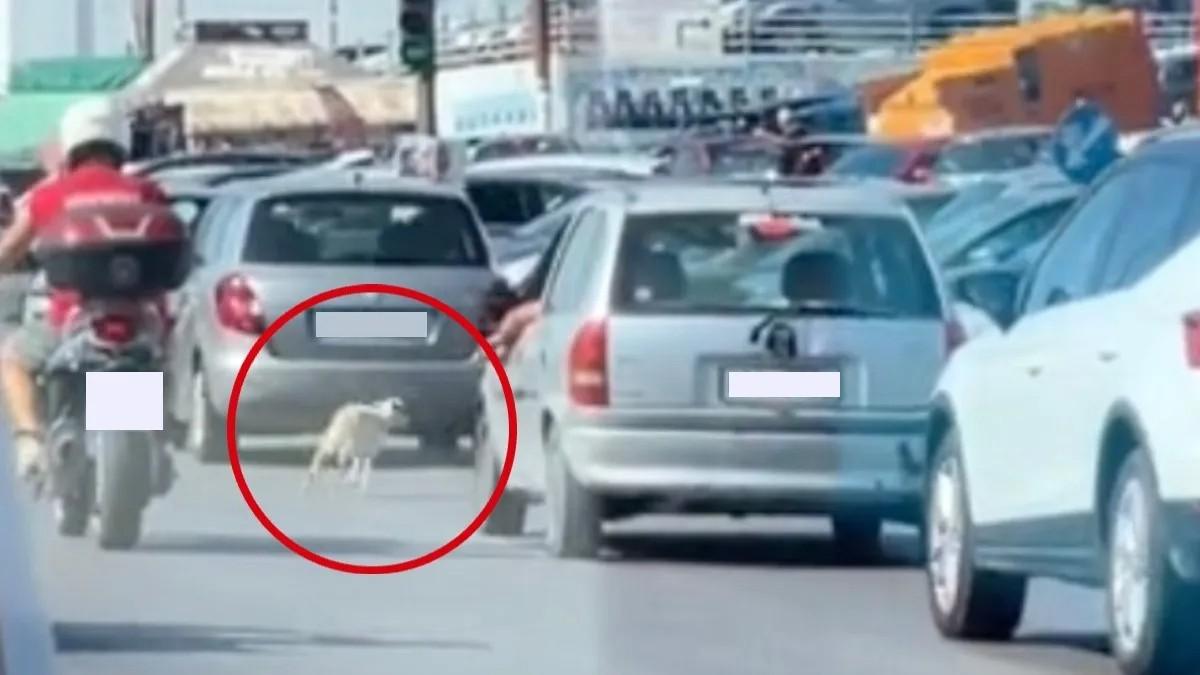 Ηράκλειο: Αρνάκι το... έσκασε και έτρεχε μέσα στον δρόμο – Δείτε βίντεο