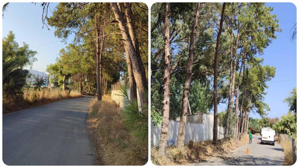 Ηράκλειο: Εργασίες κλαδεύσεων και περιποίησης πρασίνου στη δενδροστοιχία των πεύκων στις Τρεις Βαγιές