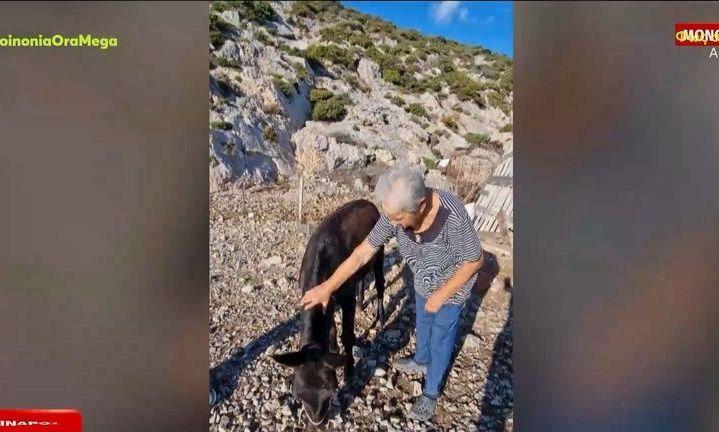 Κίναρος: Ένα γαϊδουράκι από την Κρήτη δώρο στην μοναδική κάτοικο του νησιού