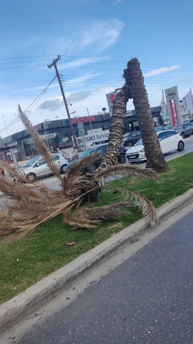 Ηράκλειο: Έπεσε φοίνικας σε κεντρικό δρόμο - Συναγερμός στις Αρχές