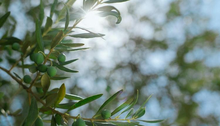 ελιά ελιές ελαιόλαδο ελαιόδεντρο