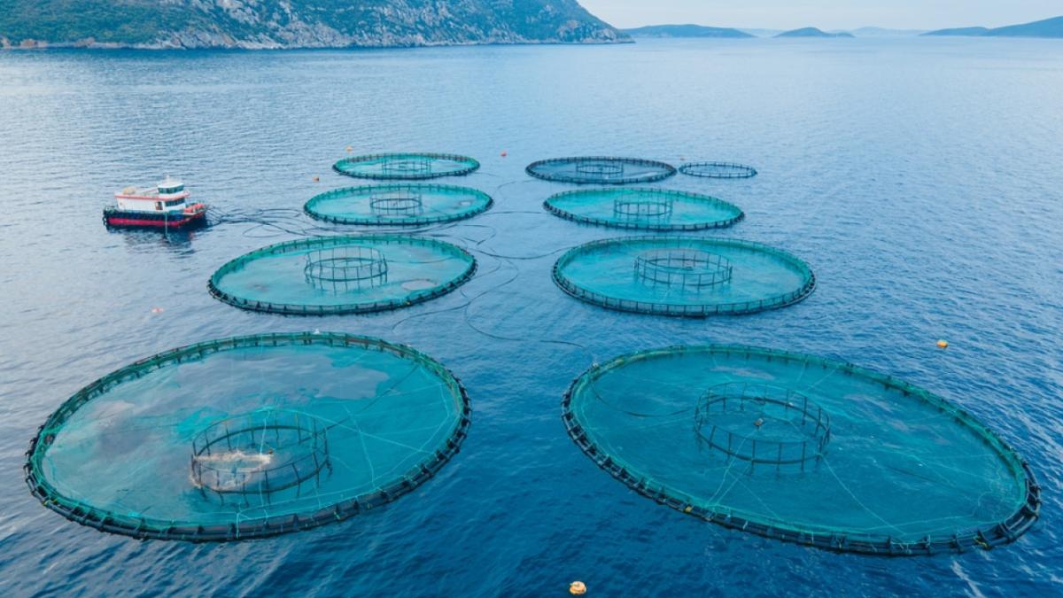 Στις 4-5 Δεκεμβρίου στο Ηράκλειο το 2ο Περιφερειακό Συνέδριο Μεσογειακής Υδατοκαλλιέργειας