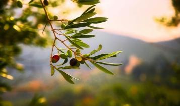 ελιά ελαιόλαδο