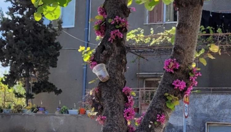 κουτσουπιές