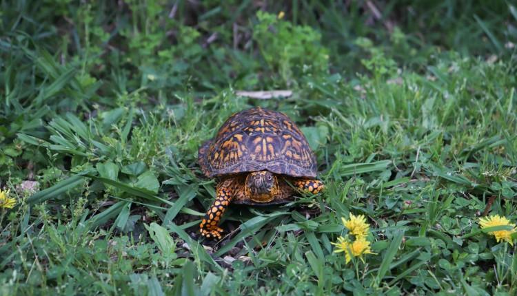 χελώνα caretta