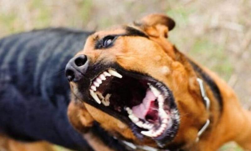 Σκύλος πασίγνωστου αθλητή κατασπάραξε περαστικό έξω από καφέ - Είχε επιτεθεί ξανά σε 13χρονο