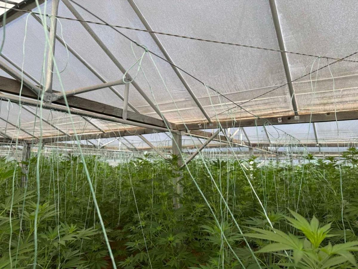 Κρήτη: Εντοπίστηκε φυτεία-μαμούθ με 640 δενδρύλλια κάνναβης – Βρέθηκαν και όπλα στην κατοχή του 46χρονου!