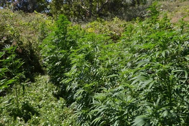Συνελήφθη 44χρονος για οπλοκατοχή και καλλιέργεια παράνομων ουσιών στο Μαλεβίζι (pic)