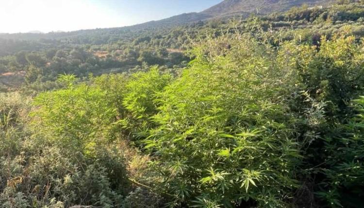 κάνναβη