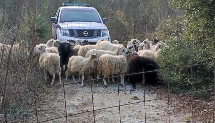 ΟΠΕΚΕΠΕ
