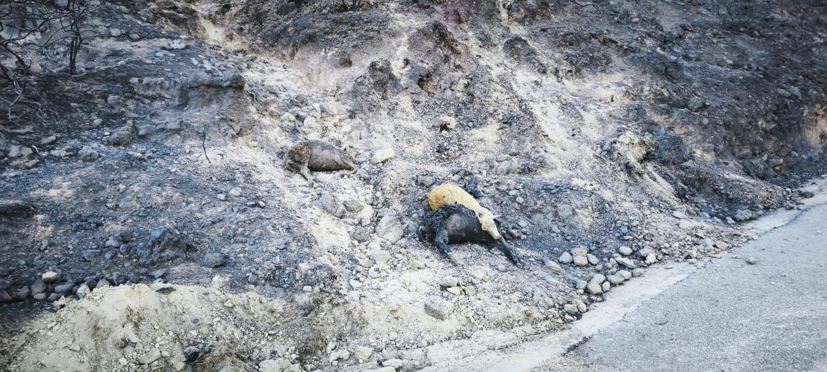 Κρήτη: Πύρινη καταστροφή στο Σέλινο - Στάχτη και αποκαΐδια χιλιάδες στρέμματα
