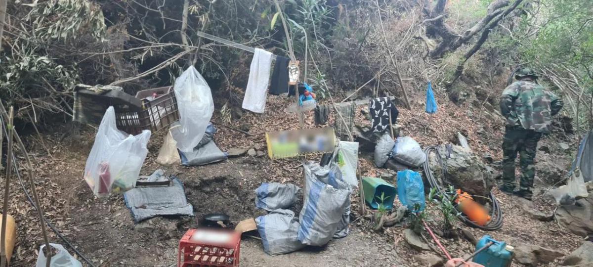 Φυτεία-«χρυσωρυχείο» στην Κρήτη: Εντοπίστηκαν 180 δενδρύλλια κάνναβης, όπλα και χιλιάδες ευρώ σε προσδοκώμενα κέρδη (pics)