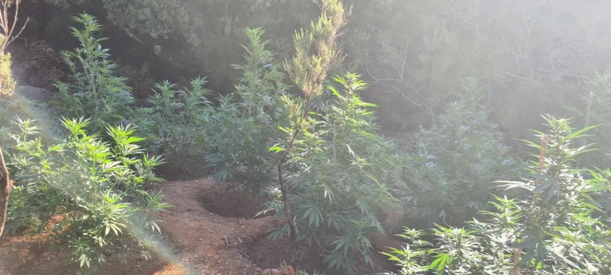 Φυτεία-«χρυσωρυχείο» στην Κρήτη: Εντοπίστηκαν 180 δενδρύλλια κάνναβης, όπλα και χιλιάδες ευρώ σε προσδοκώμενα κέρδη (pics)