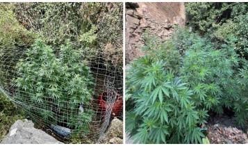 κάνναβη