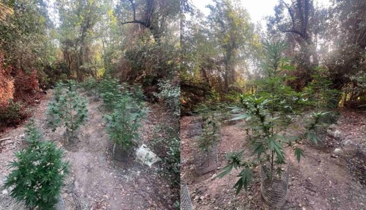 Επιχείρηση-σκούπα στον Μυλοπόταμο: Αστυνομική επιχείρηση αποκάλυψε φυτείες κάνναβης – Εκριζώθηκαν 38 δενδρύλλια