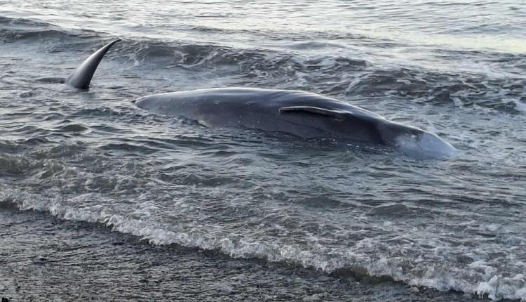 Σπάνιο περιστατικό στο Ηράκλειο: Νεκρή φάλαινα ξεβράστηκε σε παραλία!