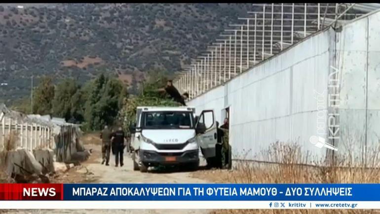 Μπαράζ αποκαλύψεων για τη φυτεία μαμούθ σε θερμοκήπιο στη Μεσαρά - Δύο συλλήψεις