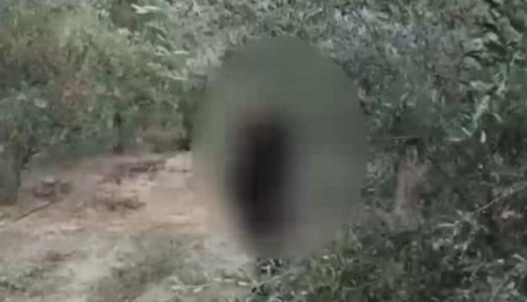 σταφυλιών