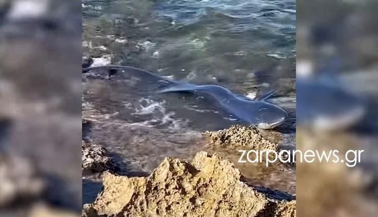 Καρχαριοειδές