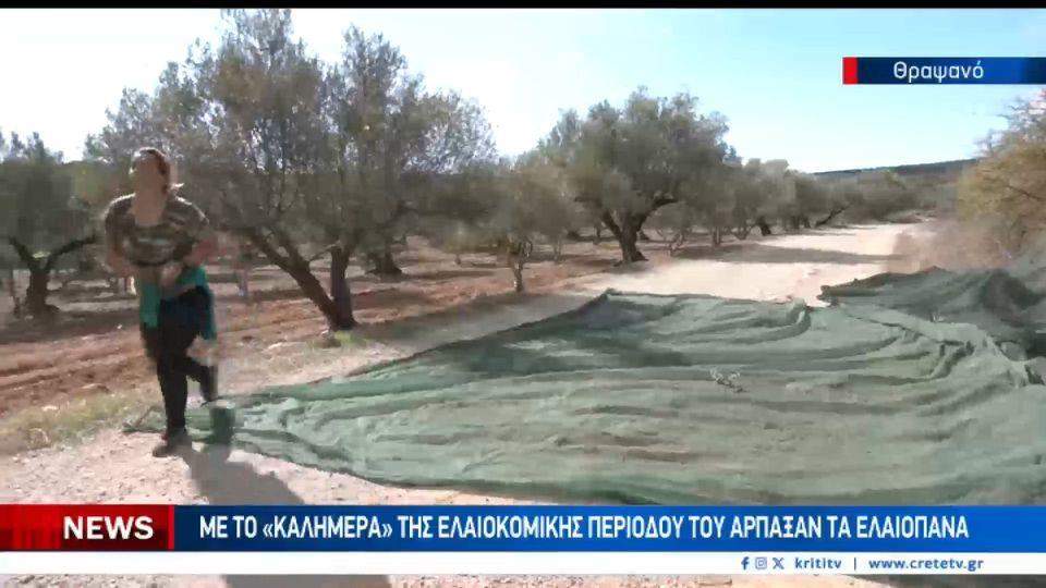 '''Εγδυσαν'' λιόφυτο στο Θραψανό Ηρακλείου