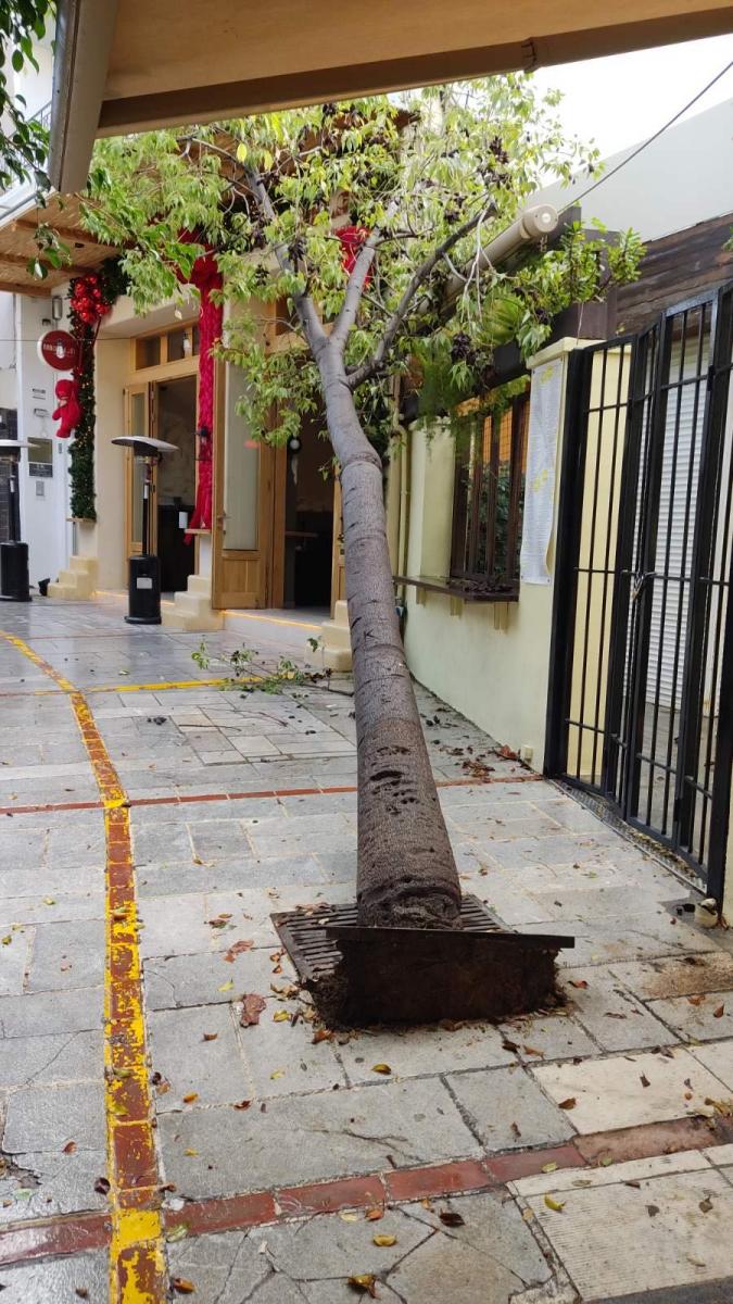 Συναγερμός στο κέντρο του Ηρακλείου: Έπεσε δέντρο στην Μιλάτου 3 Συναγερμός στο κέντρο του Ηρακλείου: Έπεσε δέντρο στην Μιλάτου