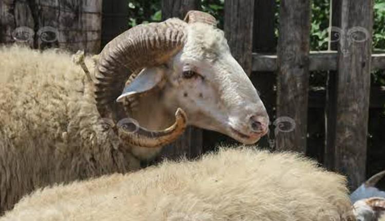 Ρουμλουκίου