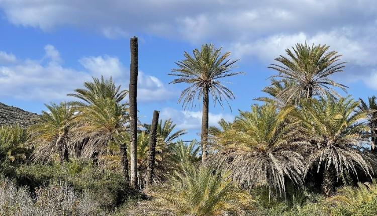 βαι φοινικόδασος