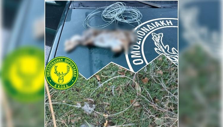 Θηροφύλακες