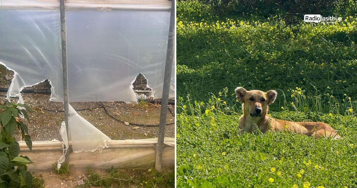 Σοκ στην Κρήτη: Εγκαταλελειμμένα σκυλιά ρήμαξαν θερμοκήπιο και κατασπάραξαν γάτες! - Δείτε εικόνες 7 Σοκ στην Κρήτη: Εγκαταλελειμμένα σκυλιά ρήμαξαν θερμοκήπιο και κατασπάραξαν γάτες! - Δείτε εικόνες