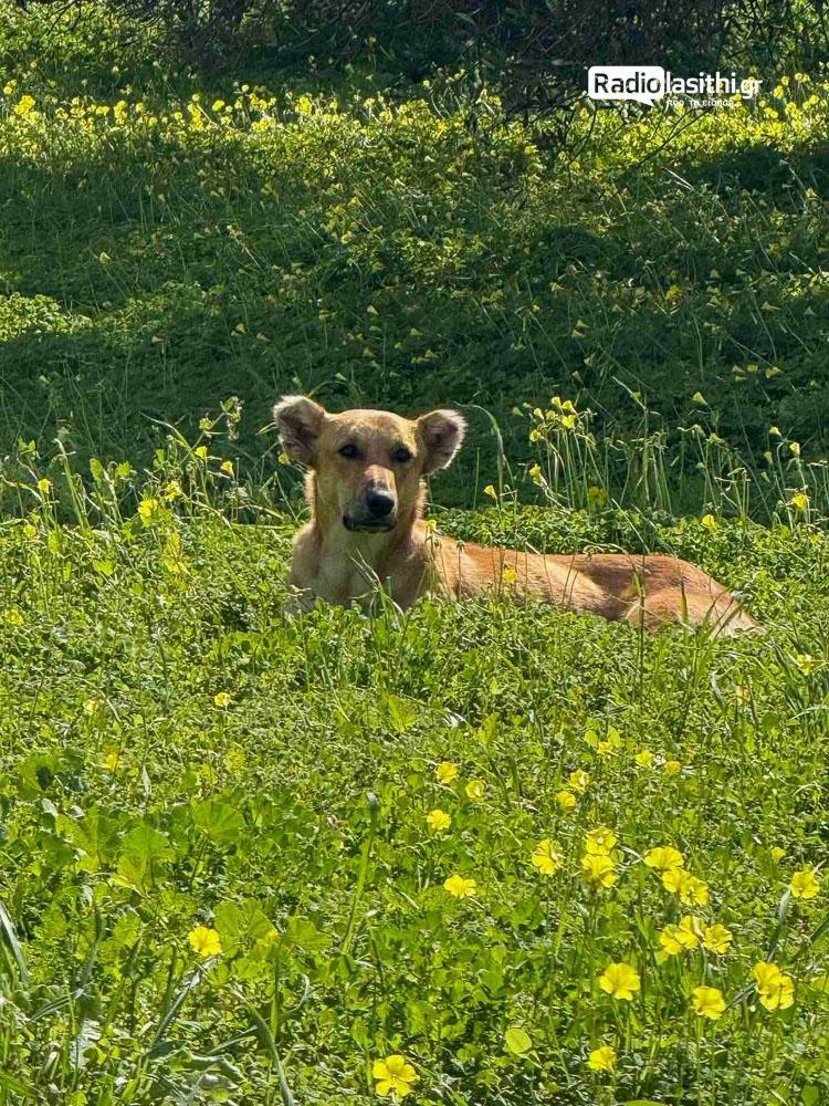 Σοκ στην Κρήτη: Εγκαταλελειμμένα σκυλιά ρήμαξαν θερμοκήπιο και κατασπάραξαν γάτες! - Δείτε εικόνες 4 Σοκ στην Κρήτη: Εγκαταλελειμμένα σκυλιά ρήμαξαν θερμοκήπιο και κατασπάραξαν γάτες! - Δείτε εικόνες