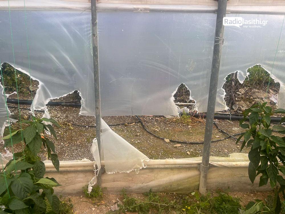 Σοκ στην Κρήτη: Εγκαταλελειμμένα σκυλιά ρήμαξαν θερμοκήπιο και κατασπάραξαν γάτες! - Δείτε εικόνες 6 Σοκ στην Κρήτη: Εγκαταλελειμμένα σκυλιά ρήμαξαν θερμοκήπιο και κατασπάραξαν γάτες! - Δείτε εικόνες