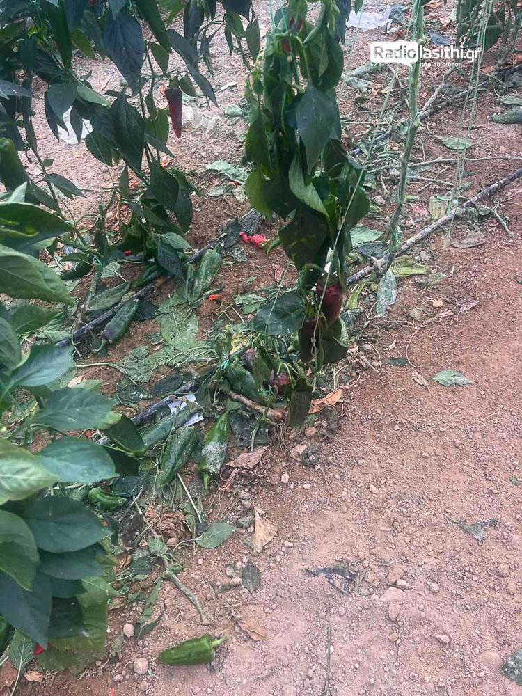 Σοκ στην Κρήτη: Εγκαταλελειμμένα σκυλιά ρήμαξαν θερμοκήπιο και κατασπάραξαν γάτες! - Δείτε εικόνες 5 Σοκ στην Κρήτη: Εγκαταλελειμμένα σκυλιά ρήμαξαν θερμοκήπιο και κατασπάραξαν γάτες! - Δείτε εικόνες