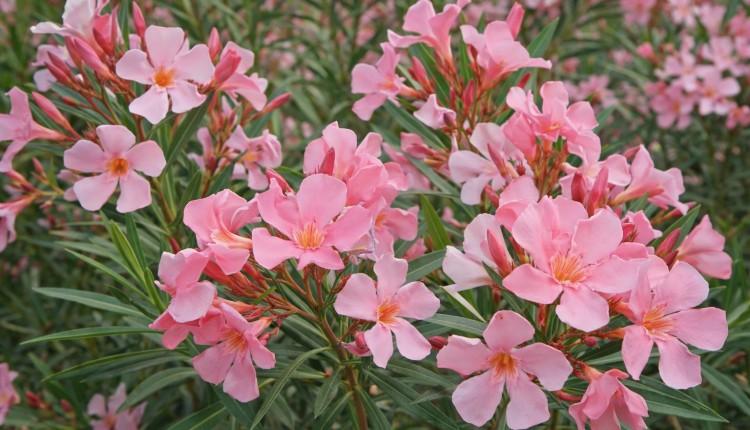 πικροδάφνη