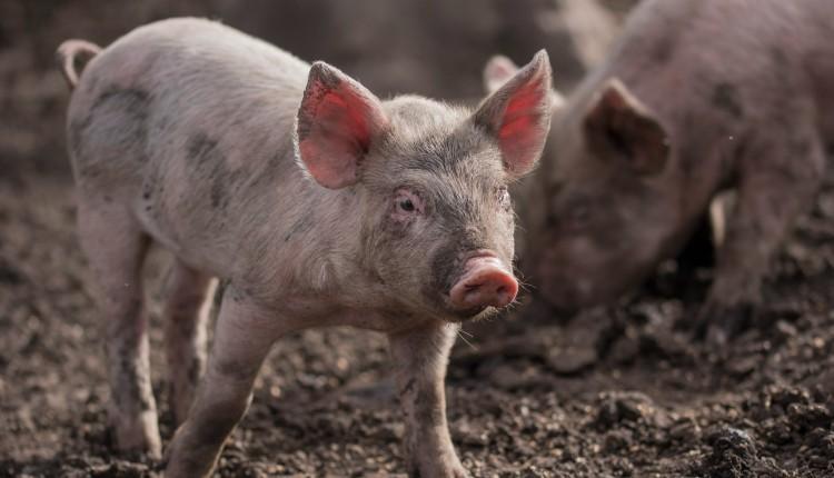 χοίρος γουρούνι