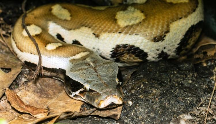 πύθωνας φίδι