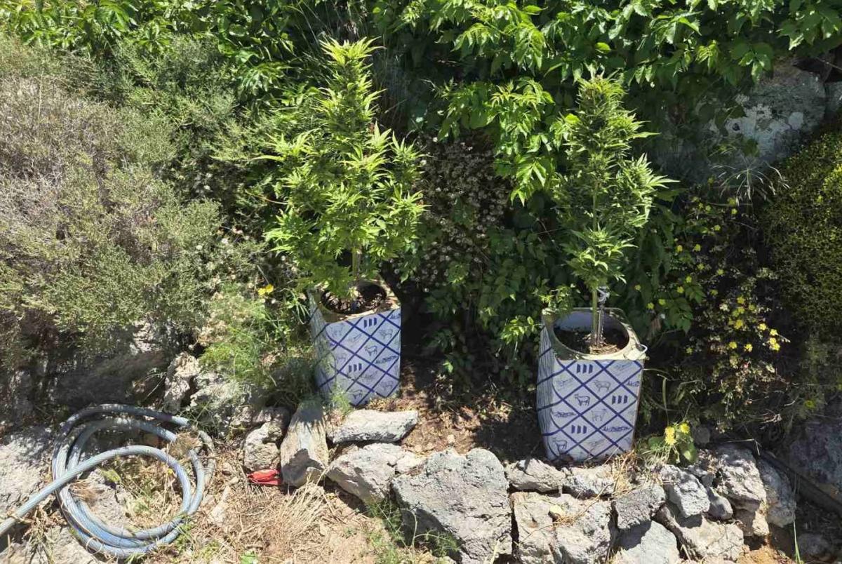 Κρήτη: Εντοπίστηκε «χασισοφυτεία» σε σπίτια – Δύο συλλήψεις (εικόνες)
