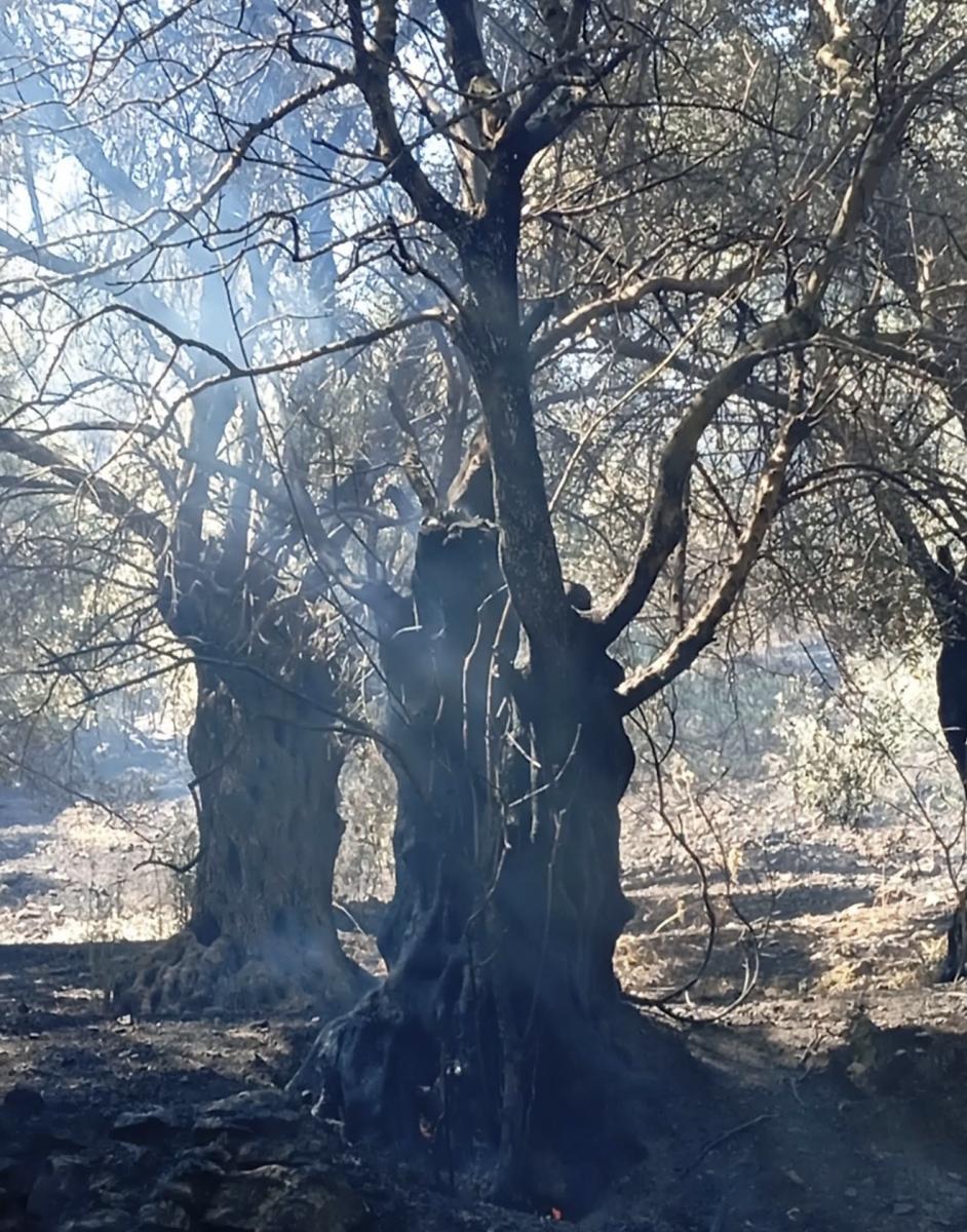 Βορίζια: Η συνεργασία Πυροσβεστικής, Δήμου και κατοίκων έσωσε τον οικισμό - Μια ανάσα από τα σπίτια πρόλαβαν τη φωτιά 7 Βορίζια: Η συνεργασία Πυροσβεστικής, Δήμου και κατοίκων έσωσε τον οικισμό - Μια ανάσα από τα σπίτια πρόλαβαν τη φωτιά