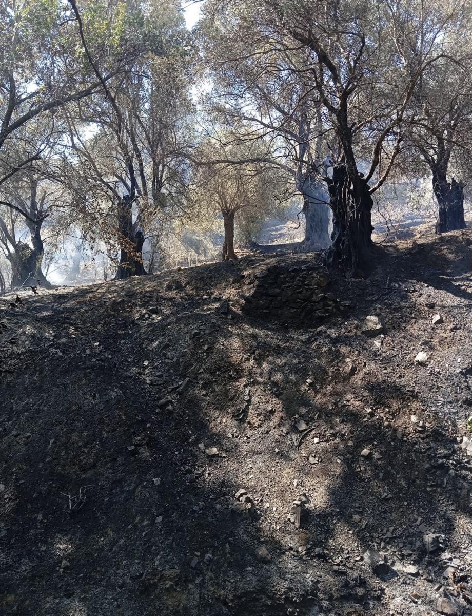 Βορίζια: Η συνεργασία Πυροσβεστικής, Δήμου και κατοίκων έσωσε τον οικισμό - Μια ανάσα από τα σπίτια πρόλαβαν τη φωτιά 8 Βορίζια: Η συνεργασία Πυροσβεστικής, Δήμου και κατοίκων έσωσε τον οικισμό - Μια ανάσα από τα σπίτια πρόλαβαν τη φωτιά