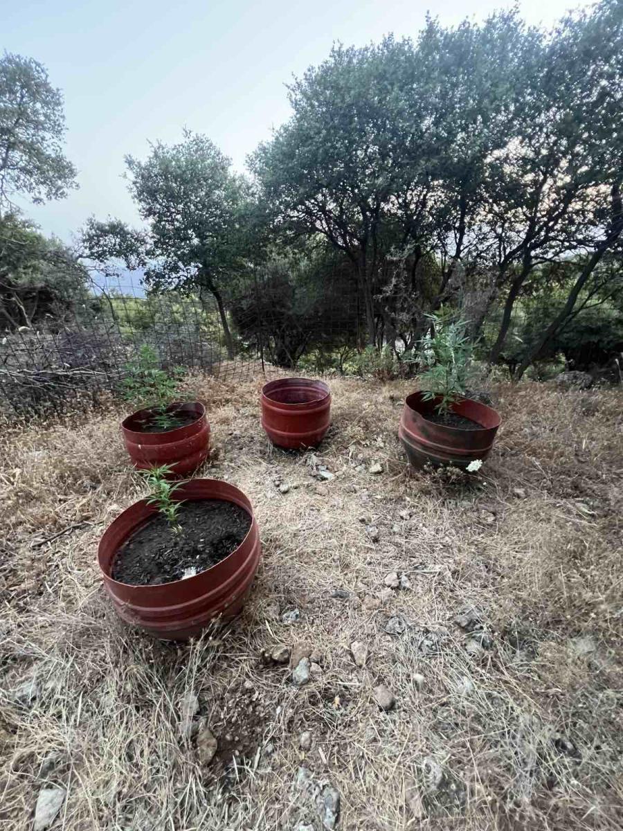 Κρήτη: Χειροπέδες σε τρεις άνδρες για ναρκωτικά και όπλα – Εντοπίστηκαν οκτώ χώροι καλλιέργειας! - Εικόνες 6 Κρήτη: Χειροπέδες σε τρεις άνδρες για ναρκωτικά και όπλα – Εντοπίστηκαν οκτώ χώροι καλλιέργειας! - Εικόνες