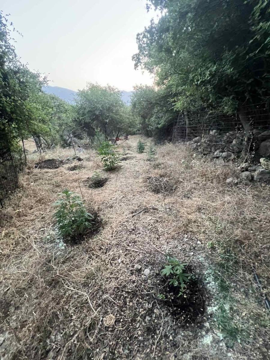 Κρήτη: Χειροπέδες σε τρεις άνδρες για ναρκωτικά και όπλα – Εντοπίστηκαν οκτώ χώροι καλλιέργειας! - Εικόνες 5 Κρήτη: Χειροπέδες σε τρεις άνδρες για ναρκωτικά και όπλα – Εντοπίστηκαν οκτώ χώροι καλλιέργειας! - Εικόνες