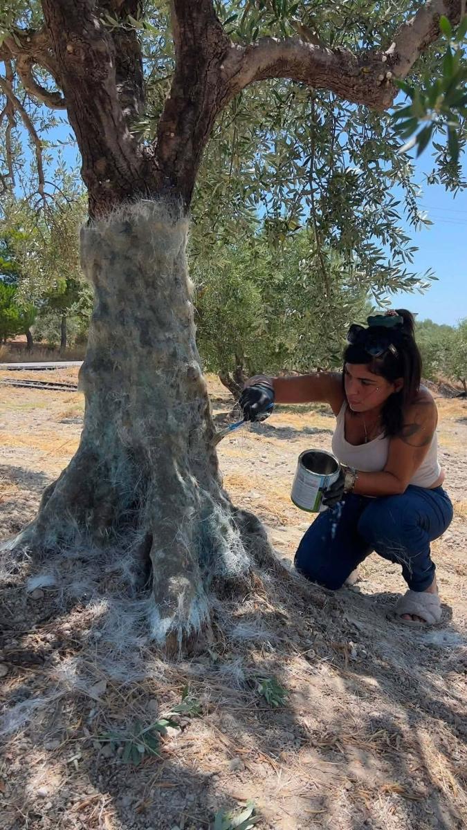 Αυτό δεν ξανάγινε στην Μεσαρά: Έβγαλαν καλούπι από μια ελιά για να φτιάξουν το αντίγραφό της!